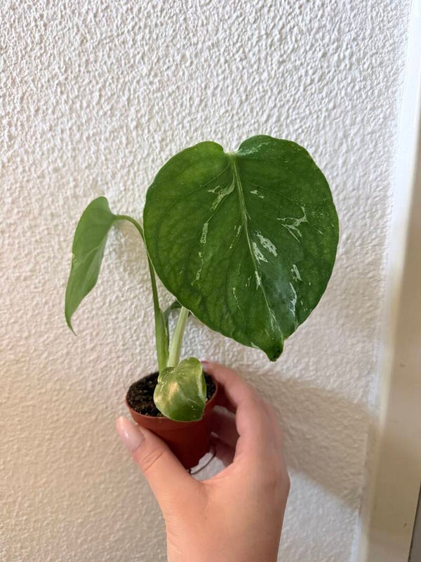 Monstera Bulbasaur 4