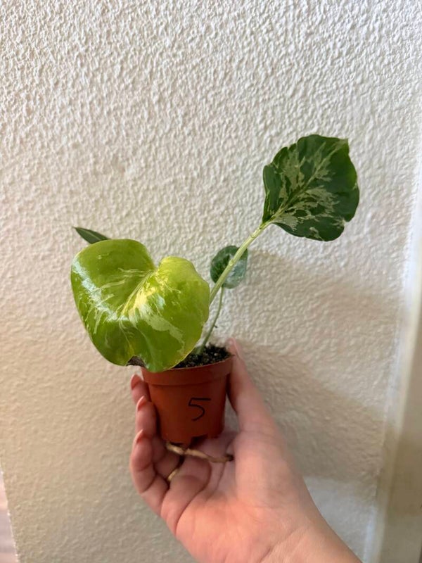 Monstera Bulbasaur 5