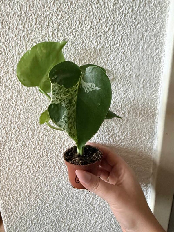 Monstera Bulbasaur 6