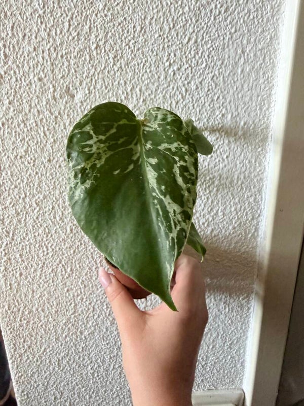 Monstera Bulbasaur 7
