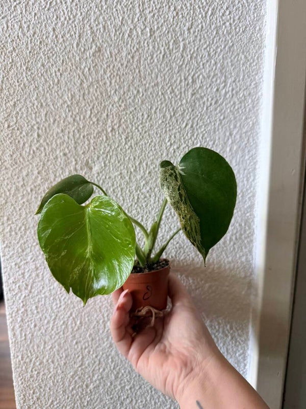 Monstera Bulbasaur 8