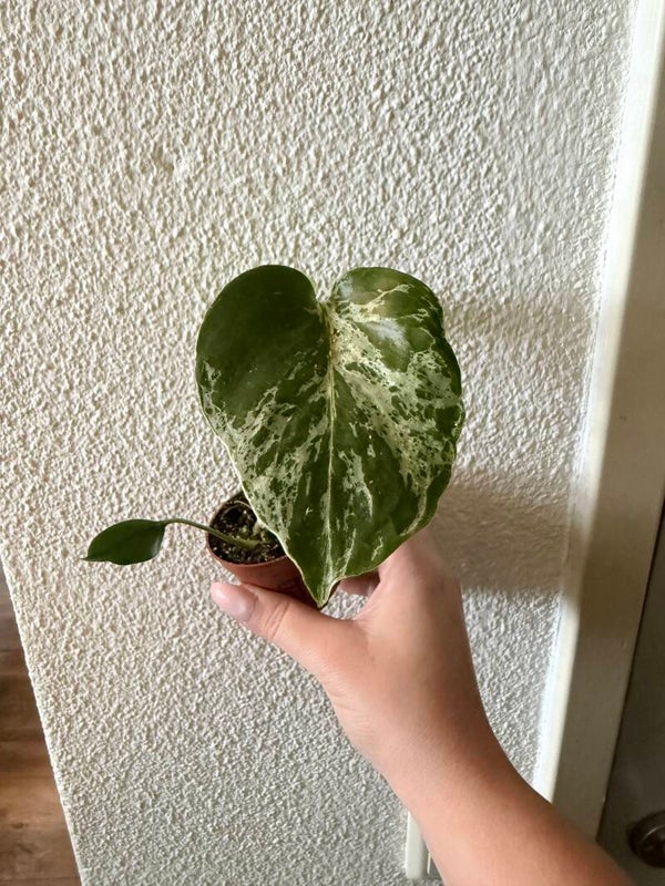 Monstera Bulbasaur 9