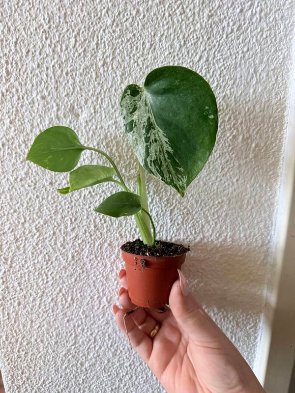 Monstera Bulbasaur 10