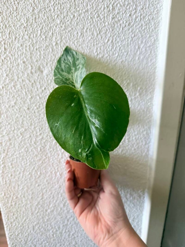Monstera Bulbasaur 11