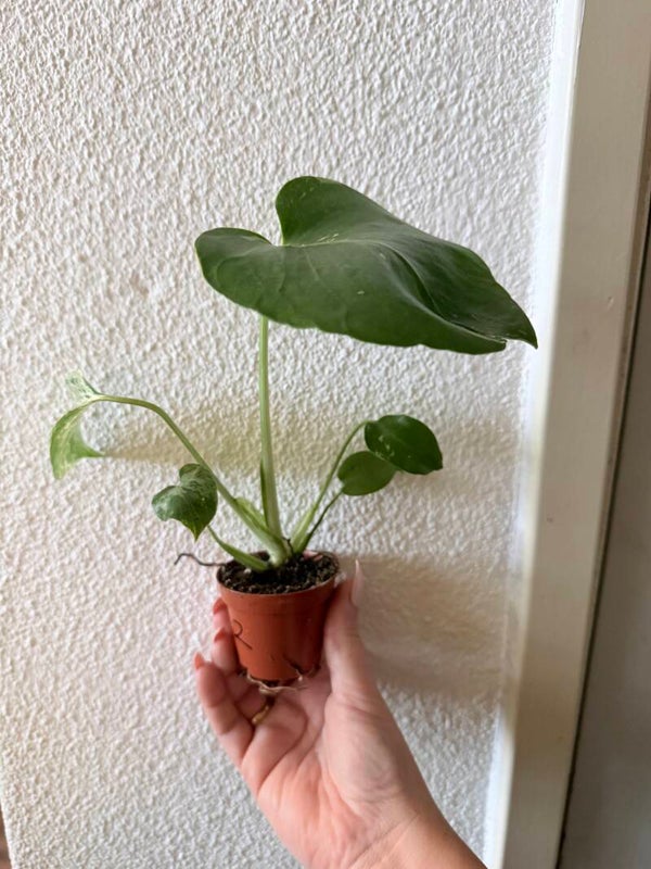 Monstera Bulbasaur 12