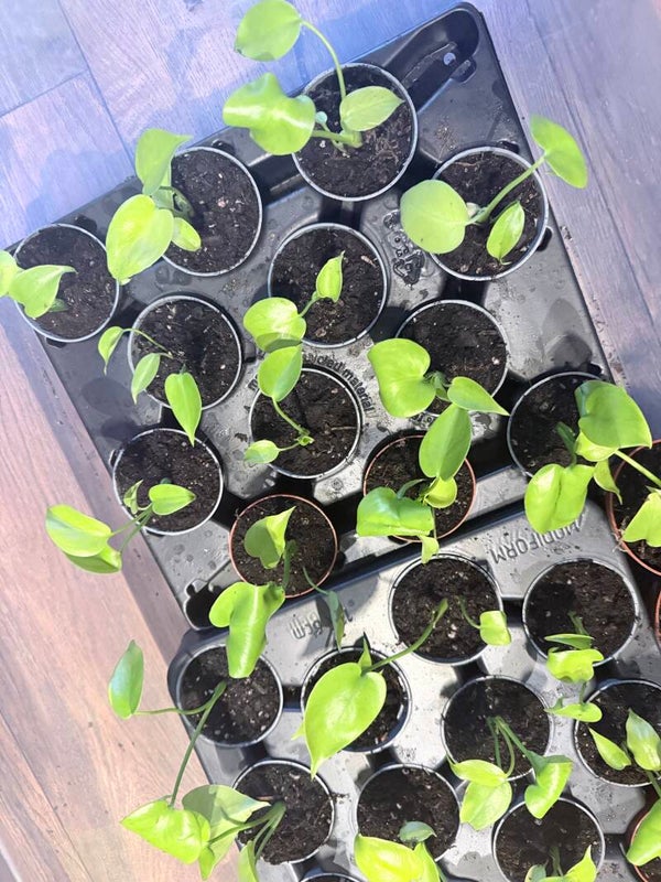 Monstera Lime LY (banana gold)