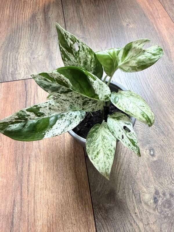 Epipremnum Pinnatum Marble Variagata 13