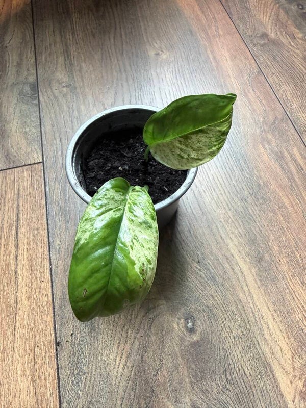 Epipremnum Pinnatum Marble Variagata 12