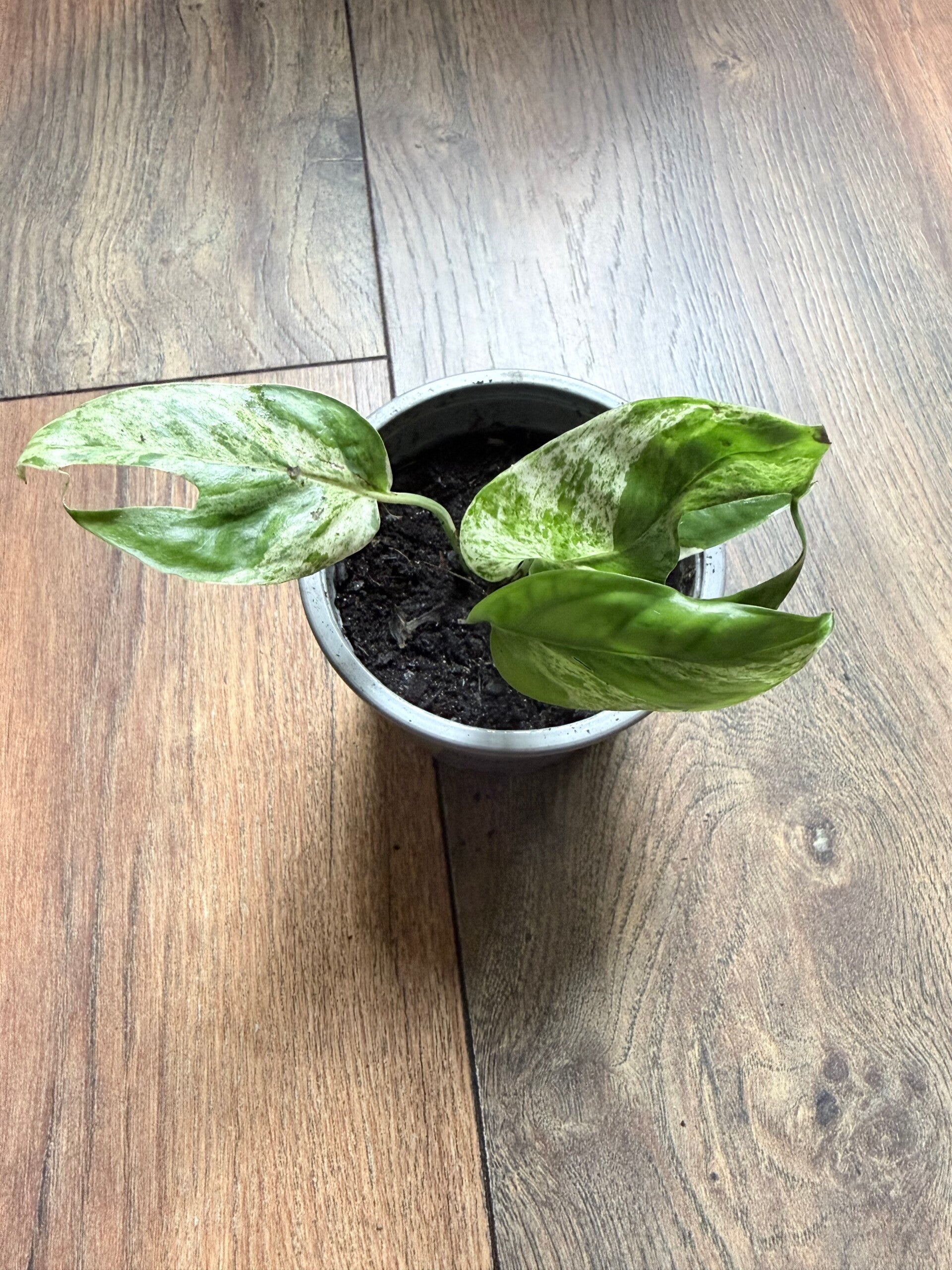 Epipremnum Pinnatum Marble Variagata 11