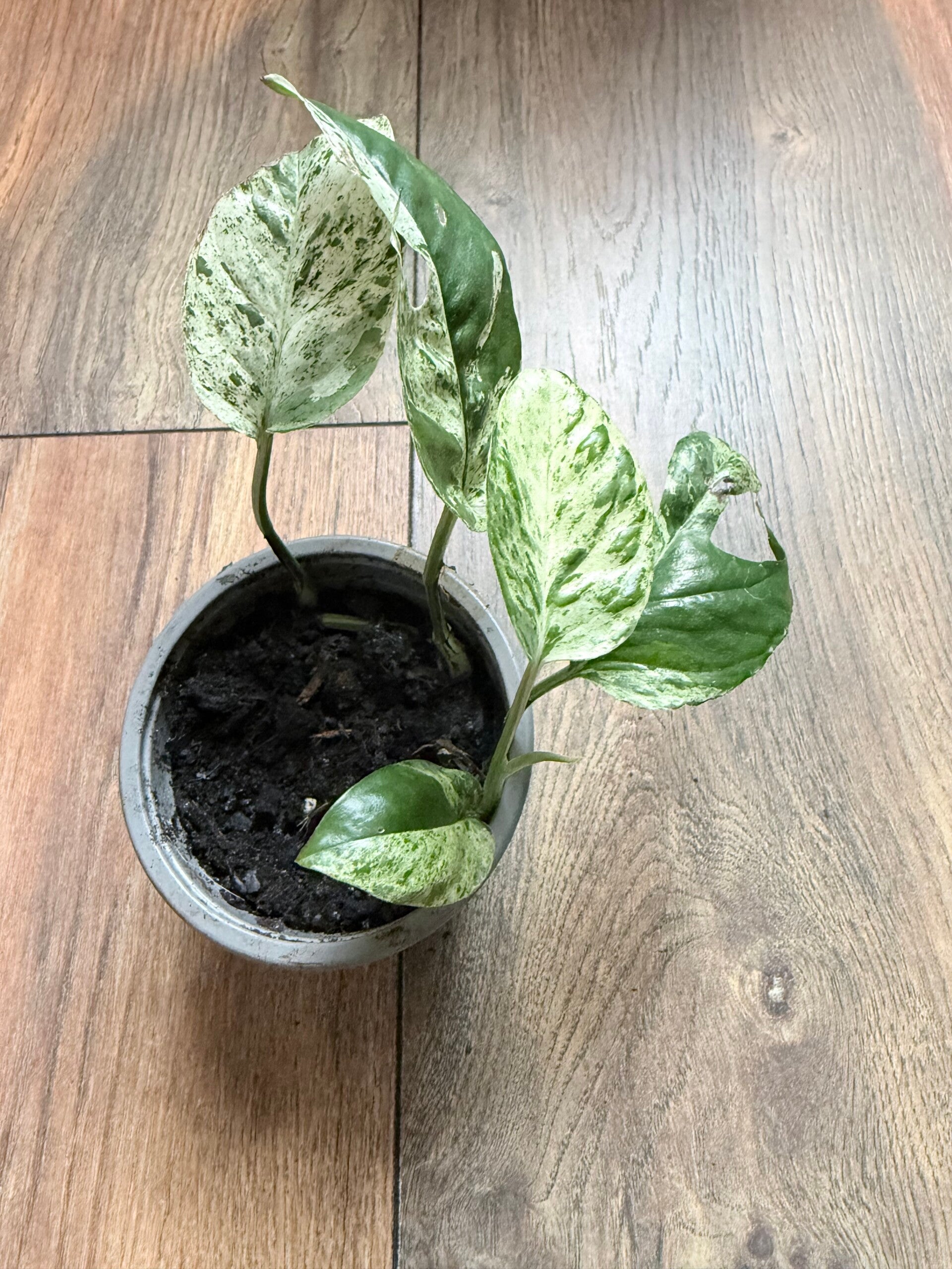 Epipremnum Pinnatum Marble Variagata 10