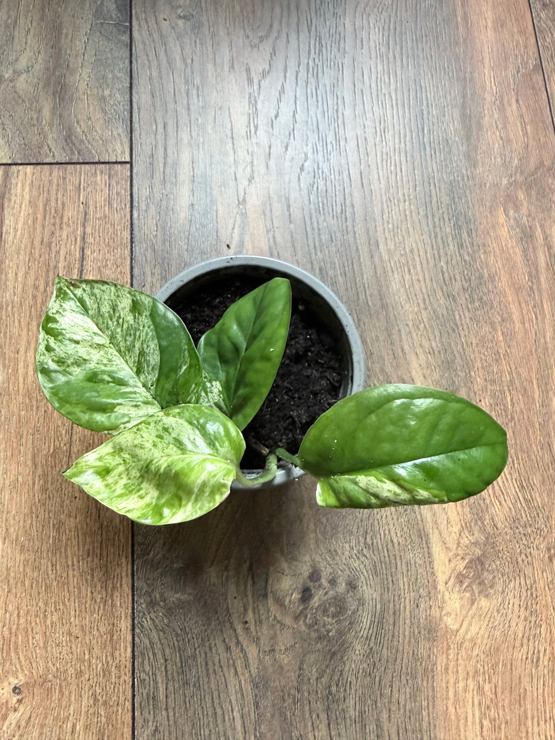 Epipremnum Pinnatum Marble Variagata 9