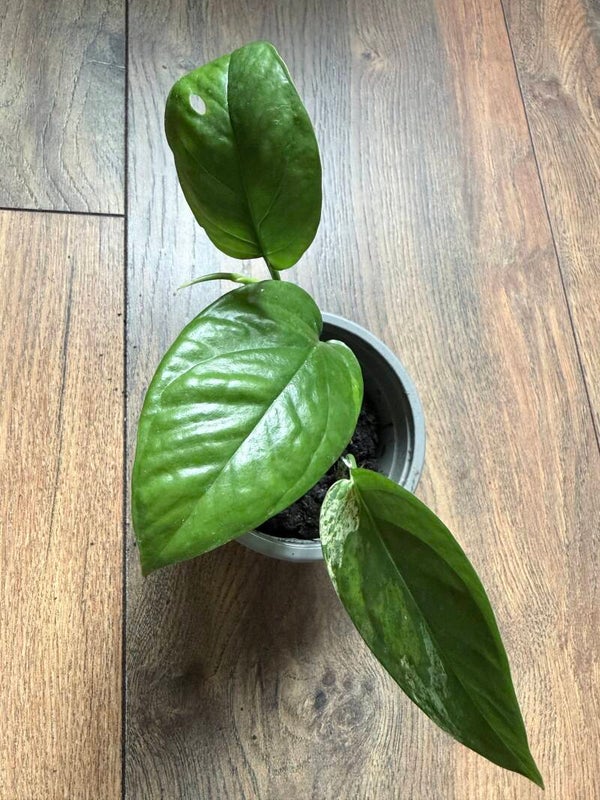 Epipremnum Pinnatum Marble Variagata 8
