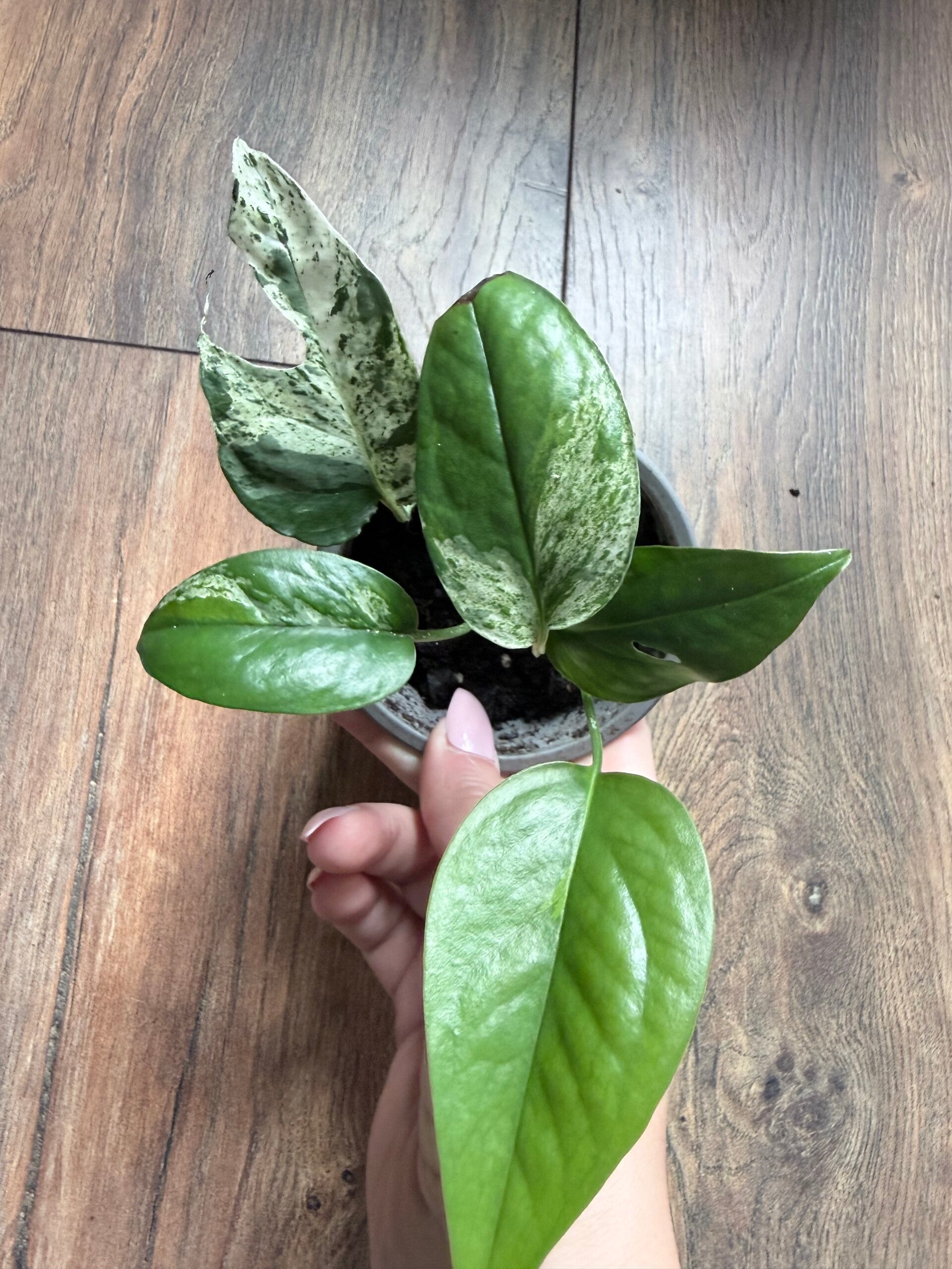 Epipremnum Pinnatum Marble Variagata 7