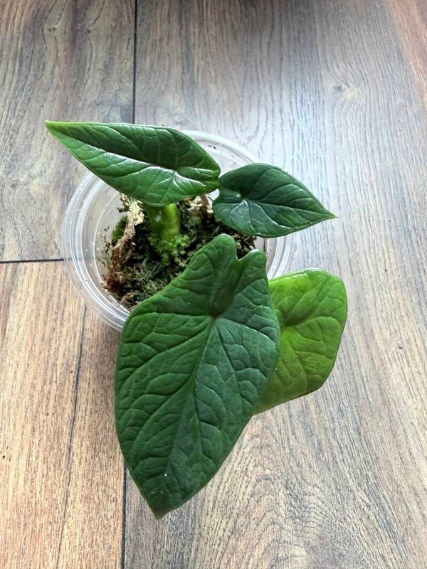 Alocasia Scalprum stekje