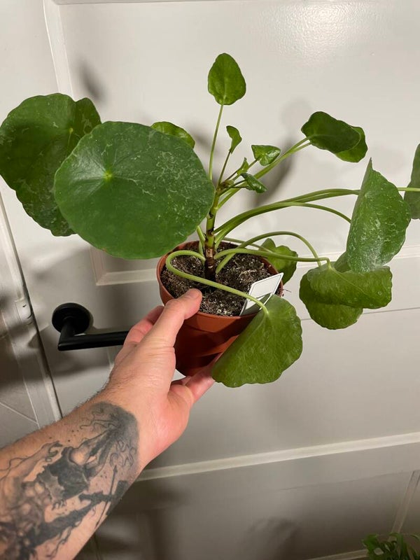 Pilea Sugar