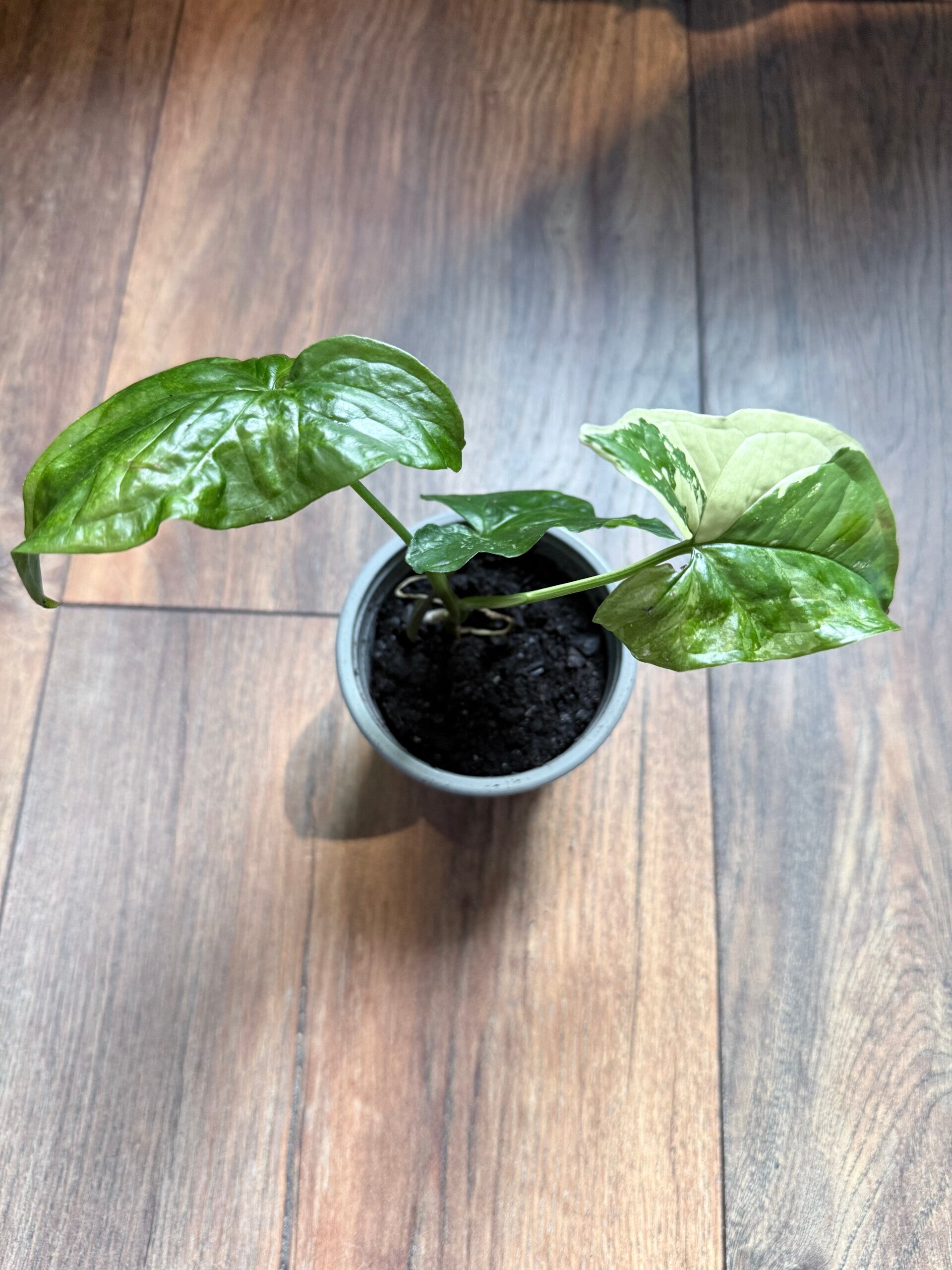 Syngonium Albo 1