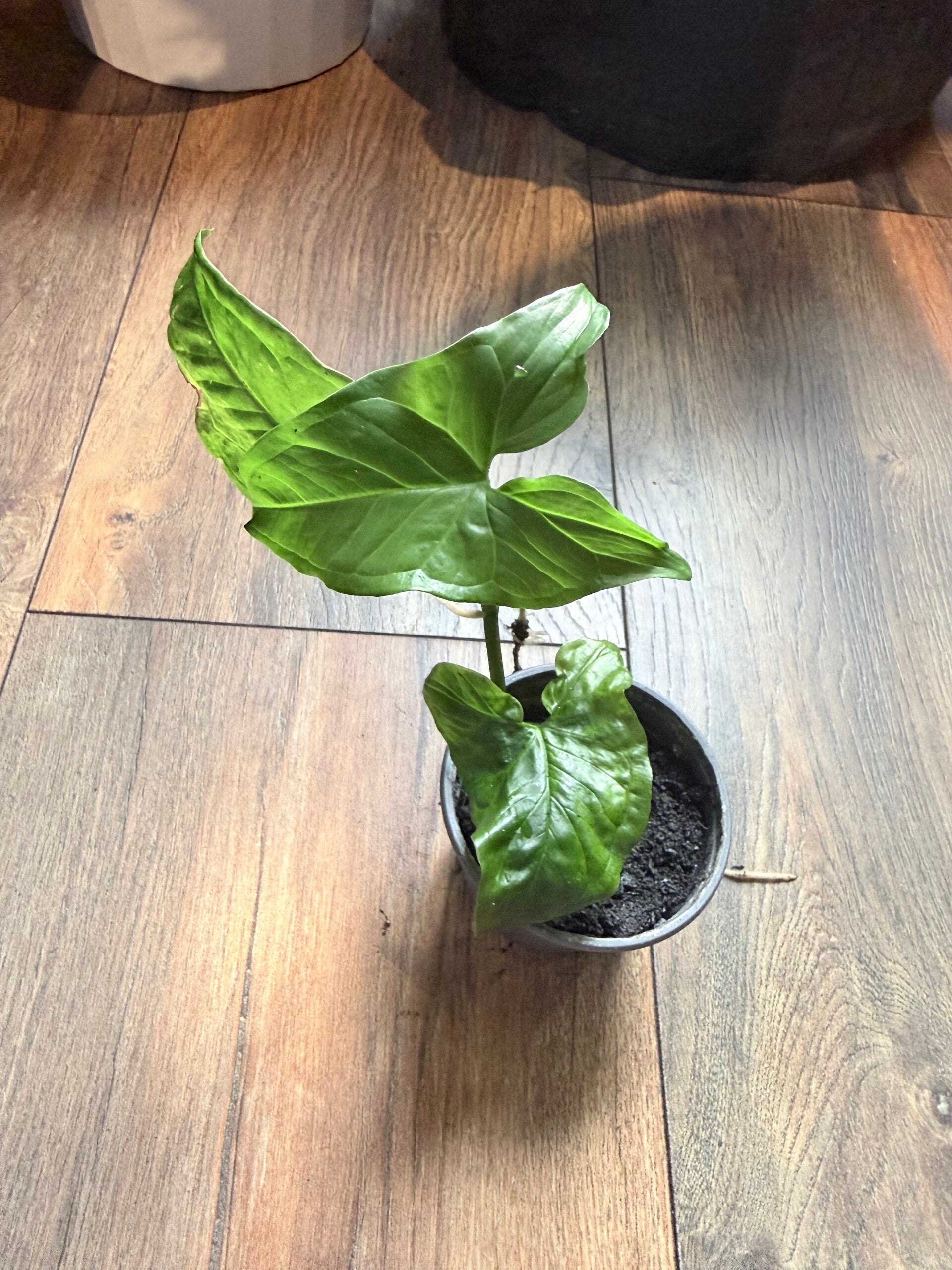 Syngonium Albo 2