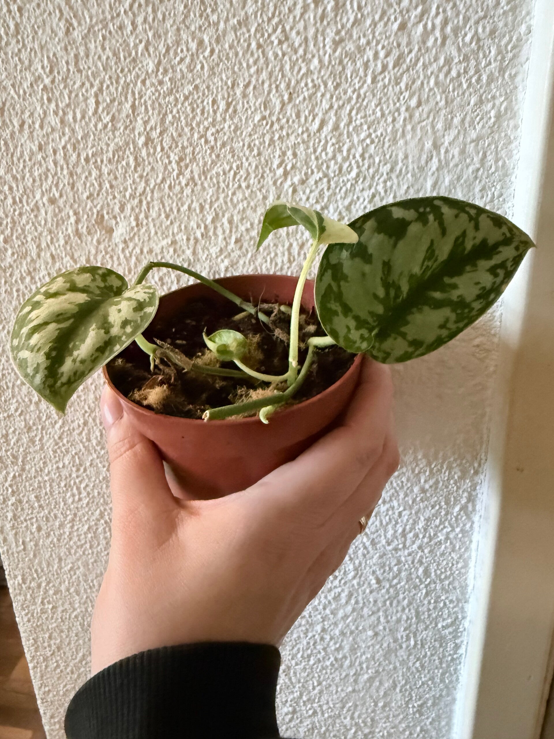 Scindapsus Mayari Variegata 9