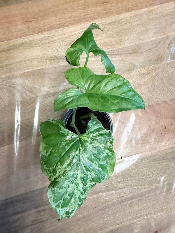 Syngonium Mottled 1