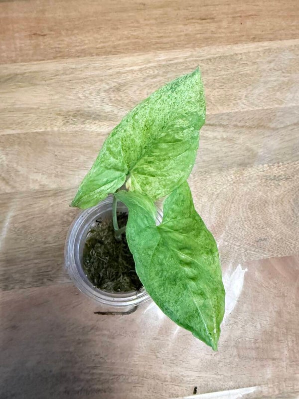 Syngonium Mottled 2