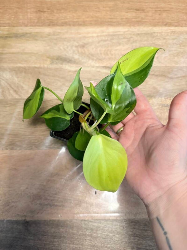 Philodendron Brasil