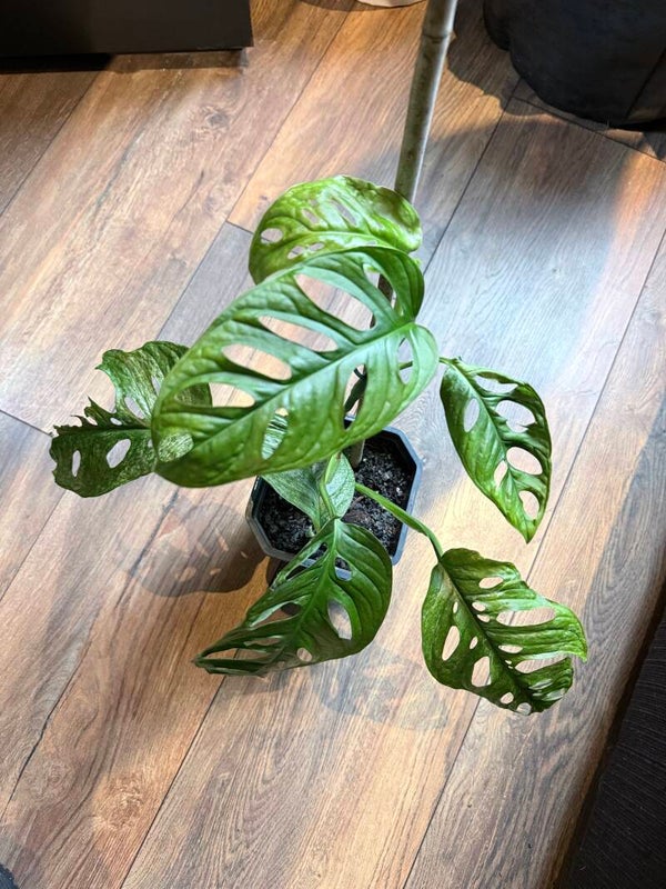 Monstera Adansonii Mint