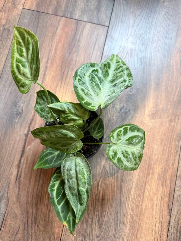 Anthurium Silver Blush Mint