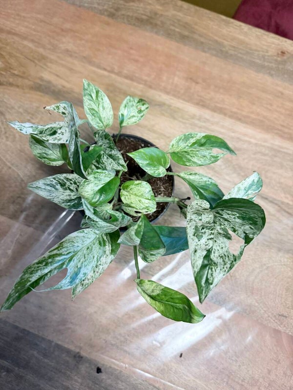 Epipremnum Pinnatum Marble Variagata 14