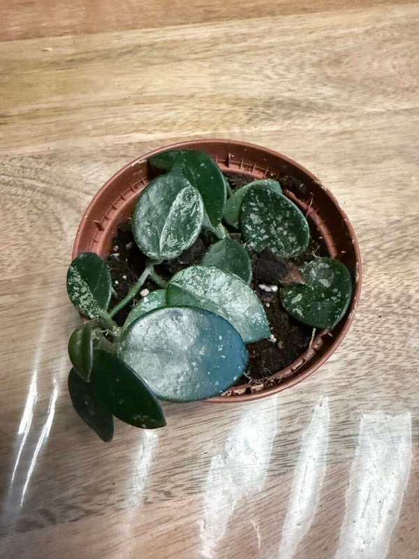 Hoya mathilde