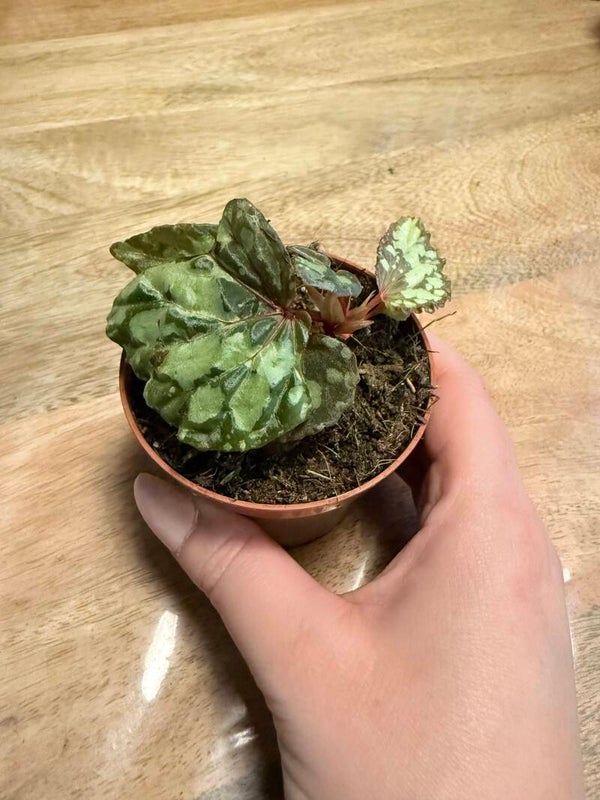 Begonia Lucifer 1
