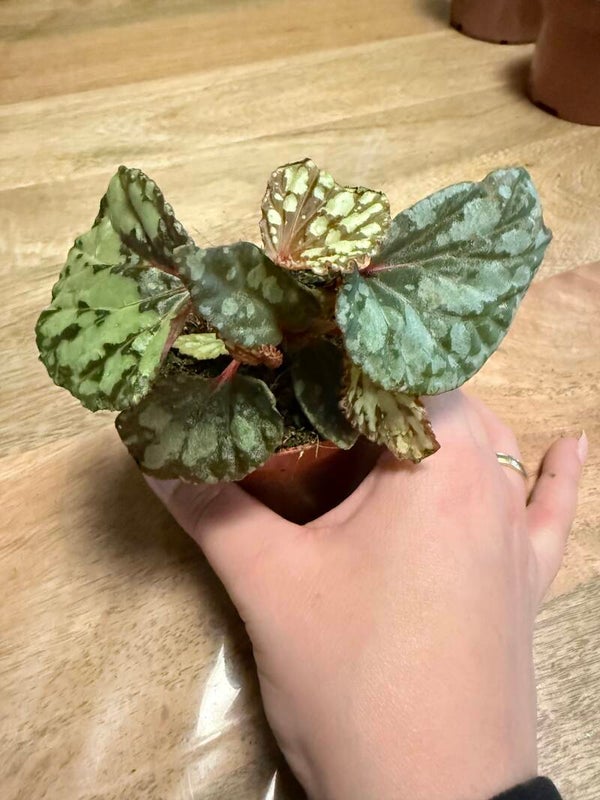 Begonia Lucifer 2