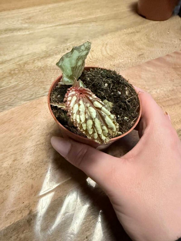 Begonia Lucifer 3