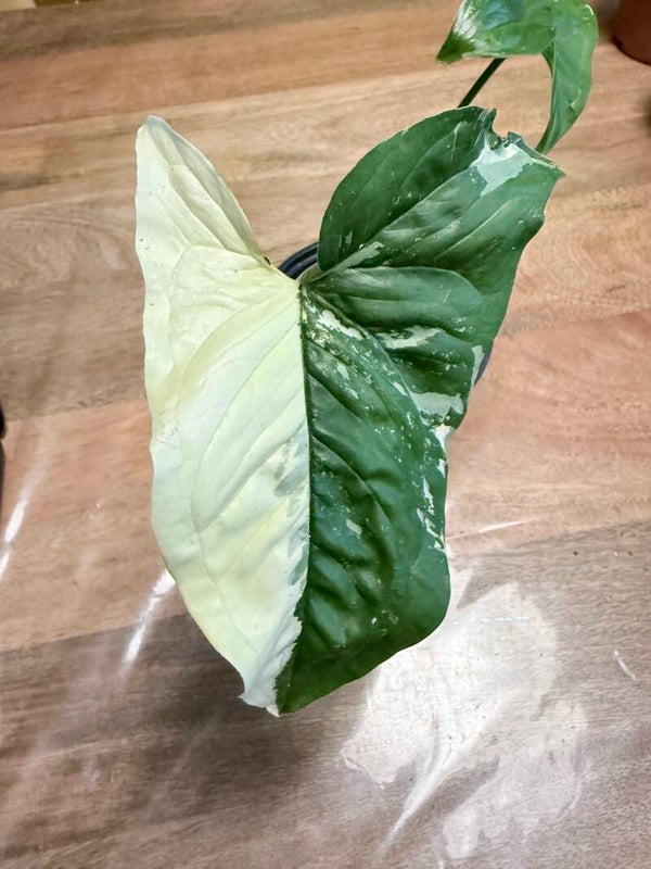 Syngonium Albo 3
