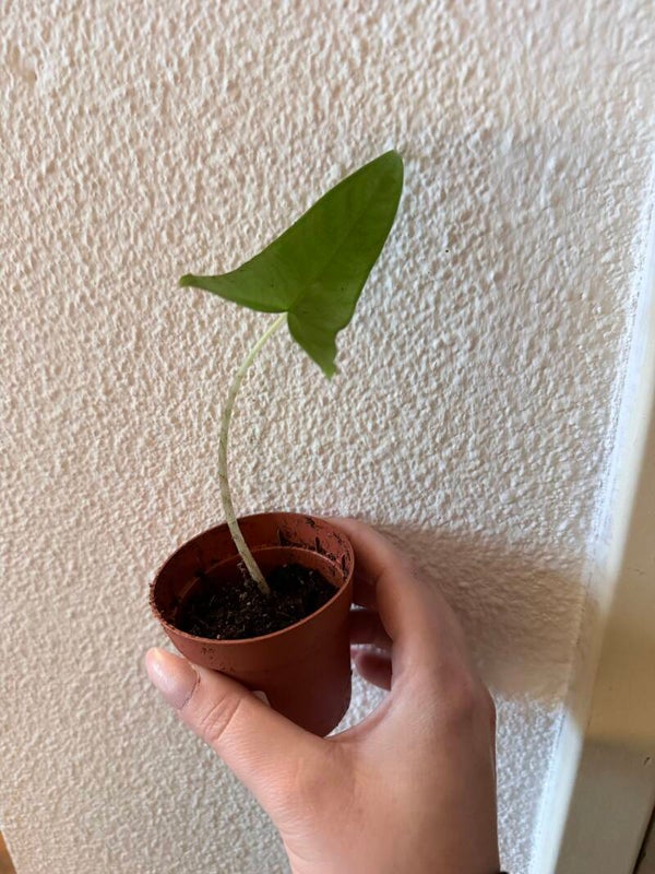Alocasia zebrina