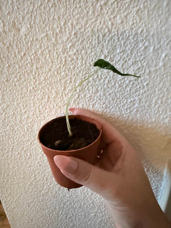 Alocasia loco
