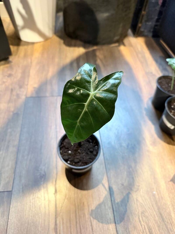 Alocasia polly 1