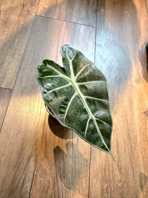 Alocasia polly 2