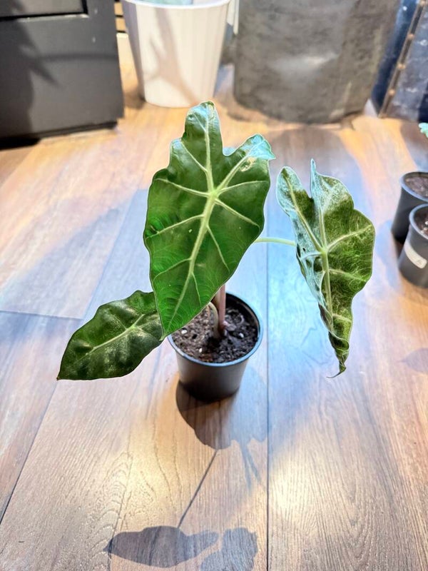 Alocasia polly 3