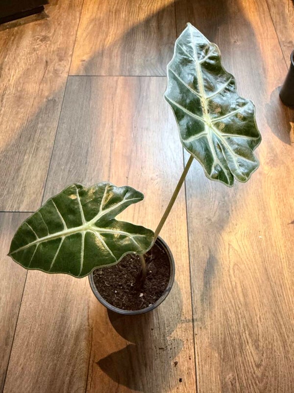 Alocasia polly 4