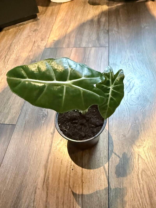 Alocasia polly 6