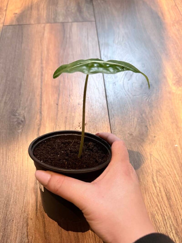 Alocasia polly 5