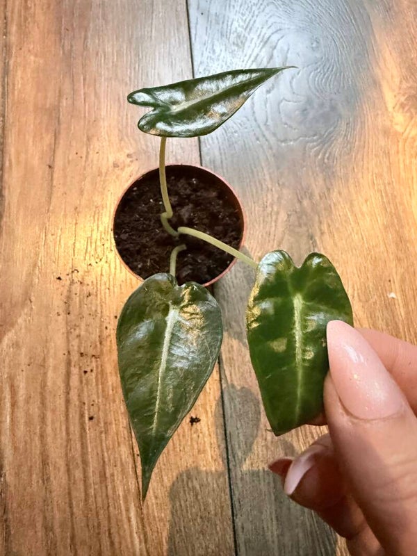 Alocasia polly 7