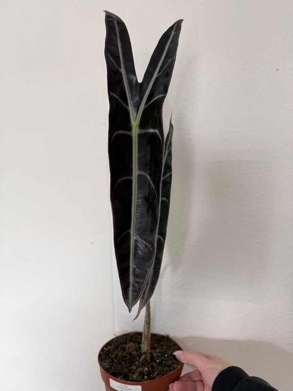 Alocasia longiloba purple 1