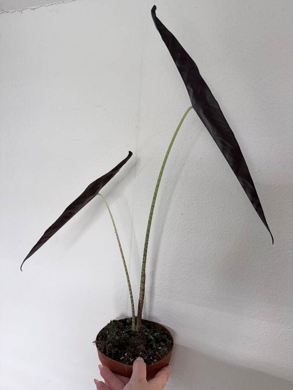 Alocasia longiloba purple 2