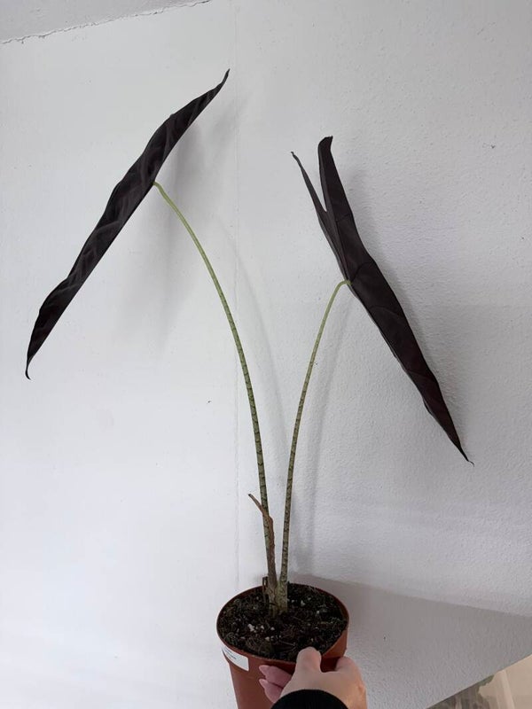 Alocasia longiloba purple 3