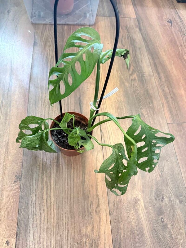Monstera Adansonii Mint 2