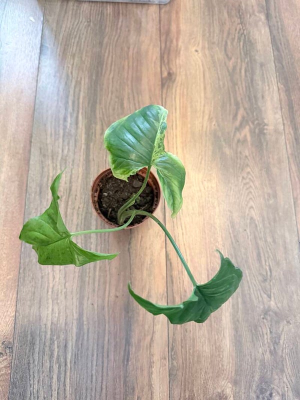 Syngonium Mottled 3