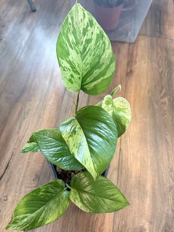 epipremnum marble queen 2