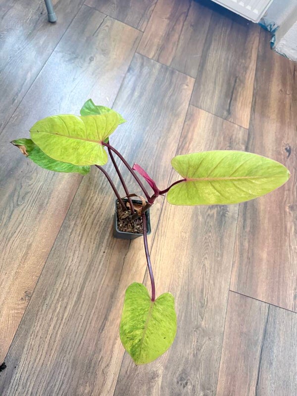 Philodendron Painted Lady 1