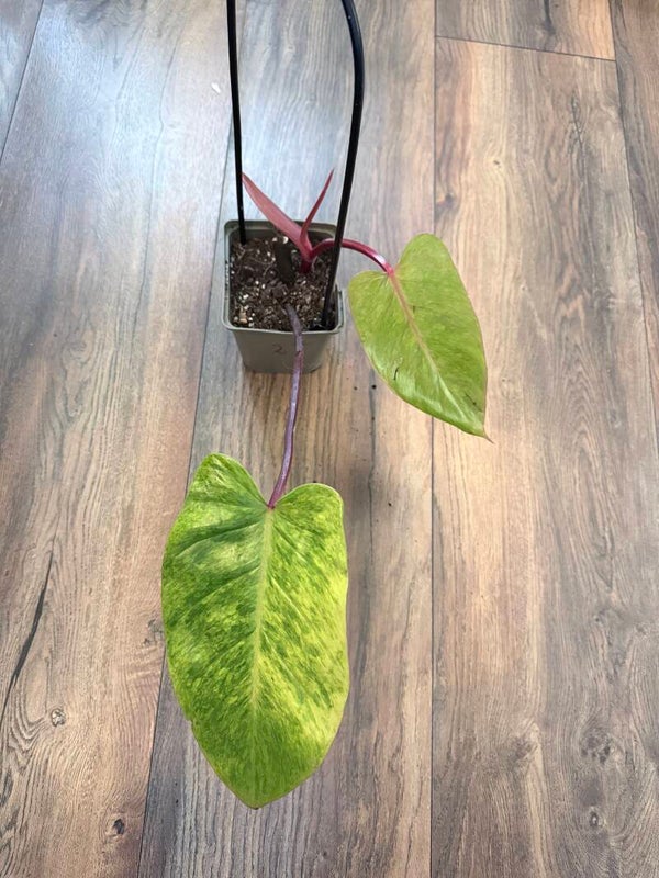 Philodendron Painted Lady 2